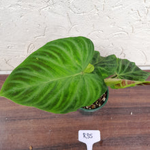 Load image into Gallery viewer, #R35 Philodendron Verrucosum