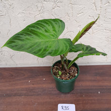 Load image into Gallery viewer, #R35 Philodendron Verrucosum