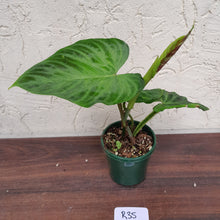 Load image into Gallery viewer, #R35 Philodendron Verrucosum