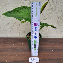Load image into Gallery viewer, #R35 Philodendron Verrucosum