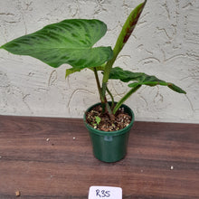 Load image into Gallery viewer, #R35 Philodendron Verrucosum