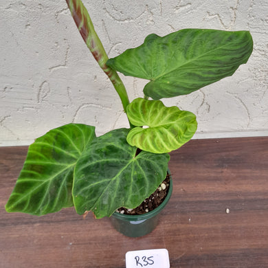 #R35 Philodendron Verrucosum