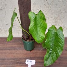 Load image into Gallery viewer, #R25 Philodendron Tenue