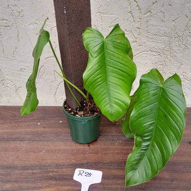 #R25 Philodendron Tenue