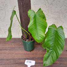 Load image into Gallery viewer, #R25 Philodendron Tenue