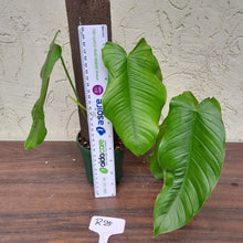Load image into Gallery viewer, #R25 Philodendron Tenue