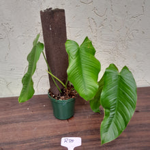 Load image into Gallery viewer, #R25 Philodendron Tenue