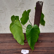 Load image into Gallery viewer, #R25 Philodendron Tenue