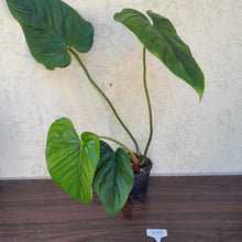Load image into Gallery viewer, #892 Large Philodendron El Guapo