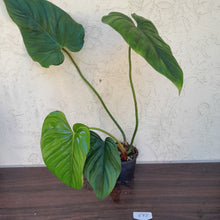 Load image into Gallery viewer, #892 Large Philodendron El Guapo