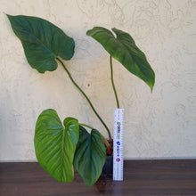 Load image into Gallery viewer, #892 Large Philodendron El Guapo