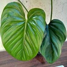 Load image into Gallery viewer, #892 Large Philodendron El Guapo