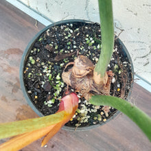 Load image into Gallery viewer, #892 Large Philodendron El Guapo