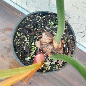 #892 Large Philodendron El Guapo