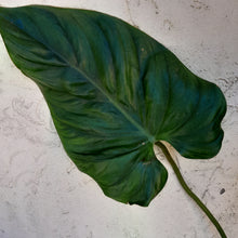 Load image into Gallery viewer, #892 Large Philodendron El Guapo