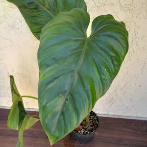 #892 Large Philodendron El Guapo