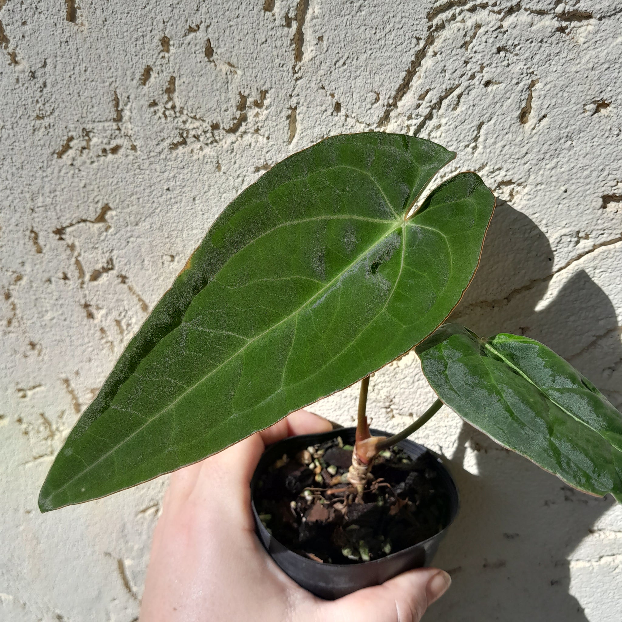 フィカス anthurium HYBRID Anthurium Hybrid anthurium HYBRID | フィカス