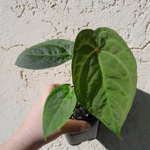 Load image into Gallery viewer, #59 Anthurium Black Sensation x x (Luxurians x Crystallinum)