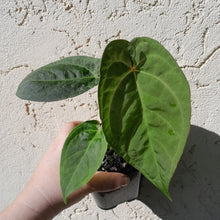 Load image into Gallery viewer, #59 Anthurium Black Sensation x x (Luxurians x Crystallinum)