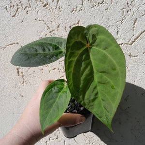 #59 Anthurium Black Sensation x x (Luxurians x Crystallinum)