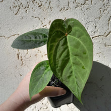 Load image into Gallery viewer, #59 Anthurium Black Sensation x x (Luxurians x Crystallinum)