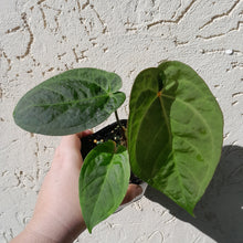 Load image into Gallery viewer, #59 Anthurium Black Sensation x x (Luxurians x Crystallinum)