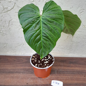 #H124 Large Philodendron Majestic