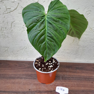 #H124 Large Philodendron Majestic