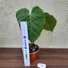 Load image into Gallery viewer, #H124 Large Philodendron Majestic