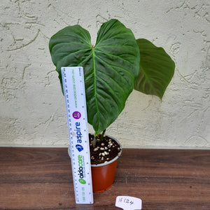 #H124 Large Philodendron Majestic