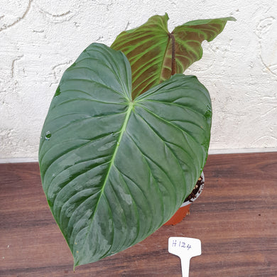 #H124 Large Philodendron Majestic