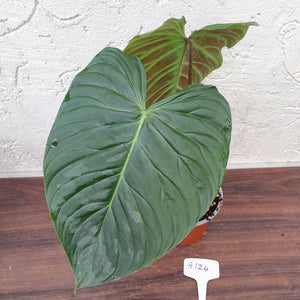 #H124 Large Philodendron Majestic