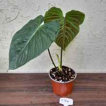 Load image into Gallery viewer, #H124 Large Philodendron Majestic