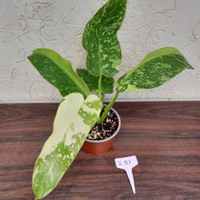 Load image into Gallery viewer, #i51 Non TC Philodendron Jose Buono
