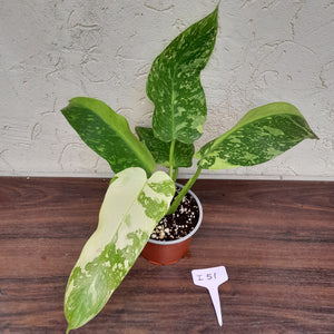 #i51 Non TC Philodendron Jose Buono