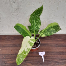 Load image into Gallery viewer, #i51 Non TC Philodendron Jose Buono