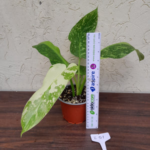 #i51 Non TC Philodendron Jose Buono