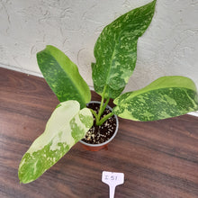 Load image into Gallery viewer, #i51 Non TC Philodendron Jose Buono