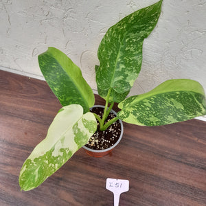 #i51 Non TC Philodendron Jose Buono