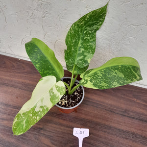 #i51 Non TC Philodendron Jose Buono