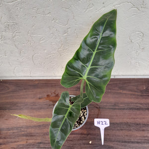 #H22 Philodendron Maximum