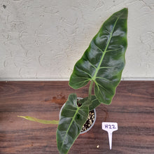 Load image into Gallery viewer, #H22 Philodendron Maximum