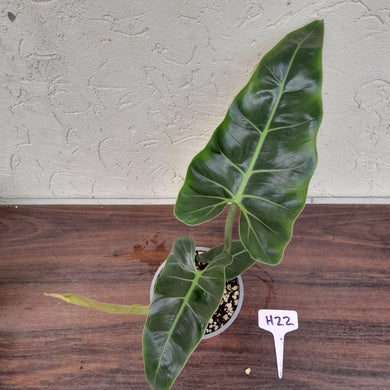#H22 Philodendron Maximum