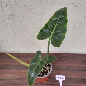 #H22 Philodendron Maximum