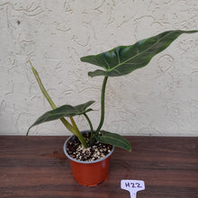 Load image into Gallery viewer, #H22 Philodendron Maximum