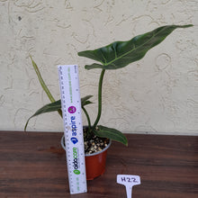 Load image into Gallery viewer, #H22 Philodendron Maximum
