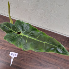 Load image into Gallery viewer, #H22 Philodendron Maximum