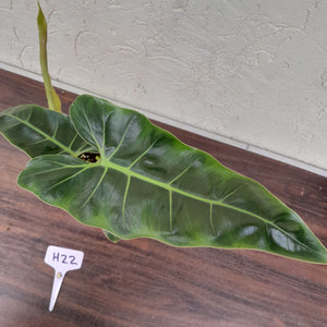 #H22 Philodendron Maximum