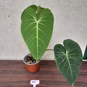 #H2 Philodendron Glorious