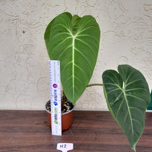 Load image into Gallery viewer, #H2 Philodendron Glorious